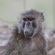 Trek to golden monkeys in Uganda
